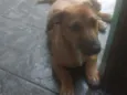 Apolo