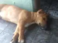 Apolo