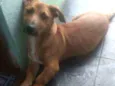 Apolo
