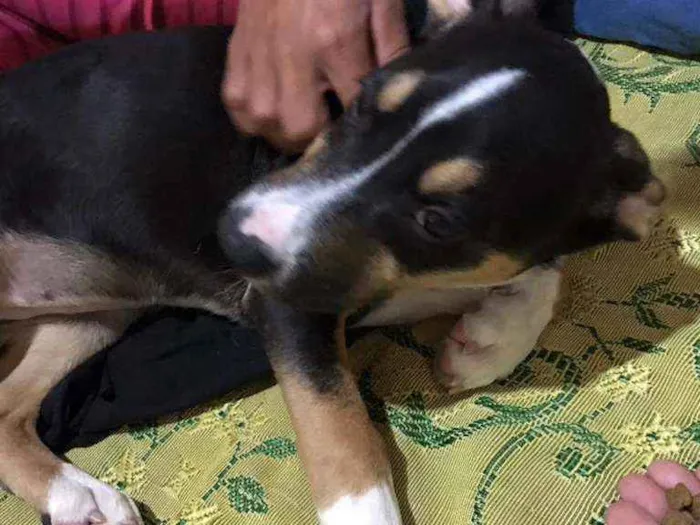 Cachorro ra a SRD idade 2 a 6 meses nome Maya