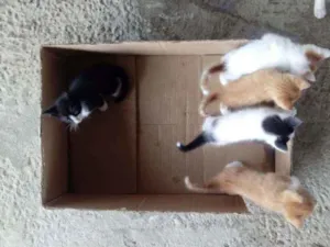 Gato raça  idade Abaixo de 2 meses nome Lindinha