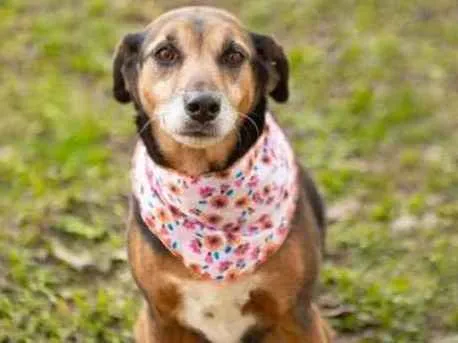 Cachorro ra a SRD-ViraLata idade 6 ou mais anos nome Lira
