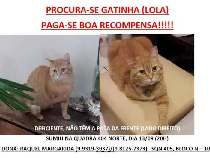 Gato ra a SRD idade 5 anos nome Lola