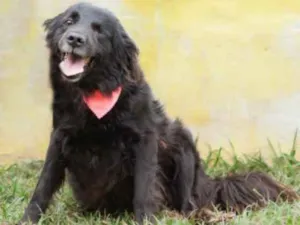 Cachorro raça Sem raça definida  idade 4 anos nome THAMY 