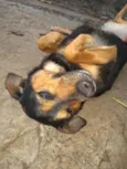 Laika