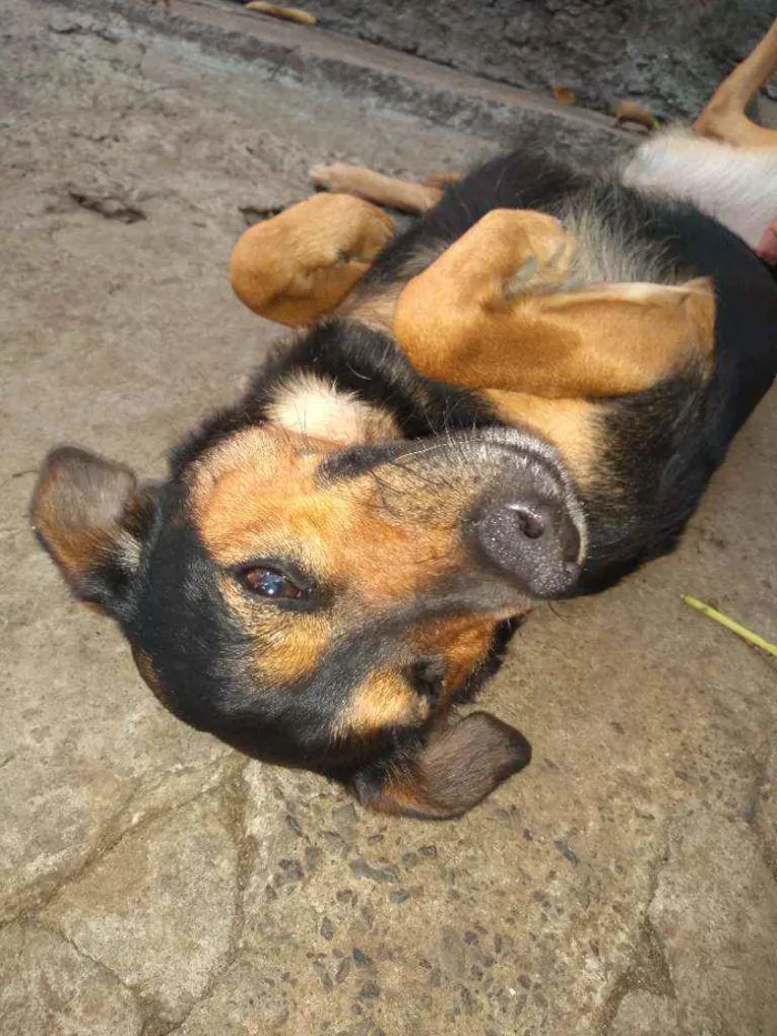 Cachorro raça Vira lata idade 1 ano nome Laika