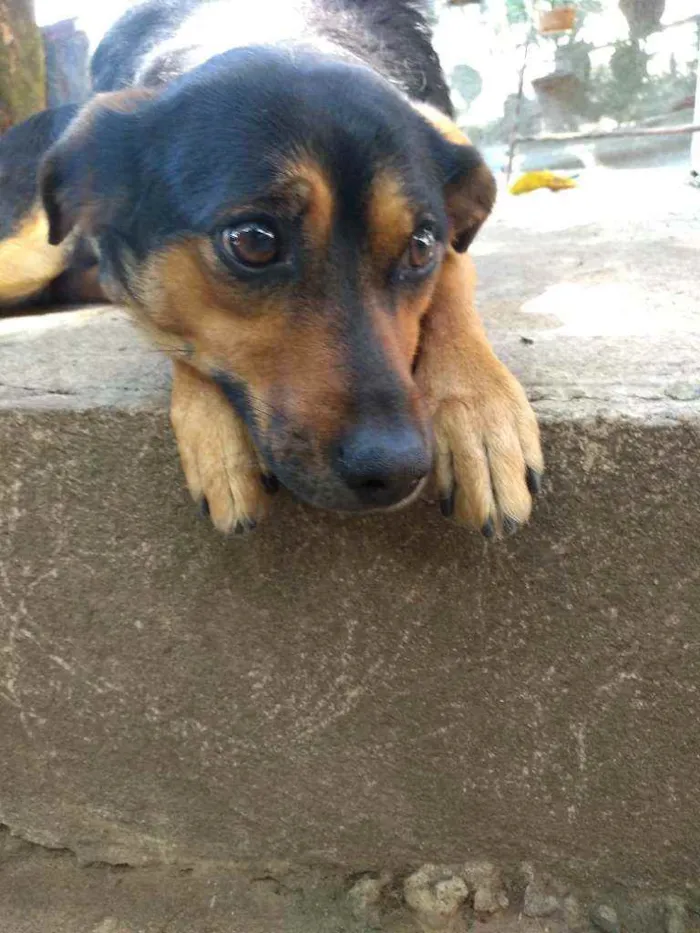 Cachorro raça Vira lata idade 1 ano nome Laika