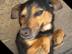 Cachorro raça Vira lata idade 1 ano nome Laika