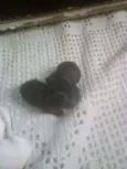 Mestico cocker c ior
