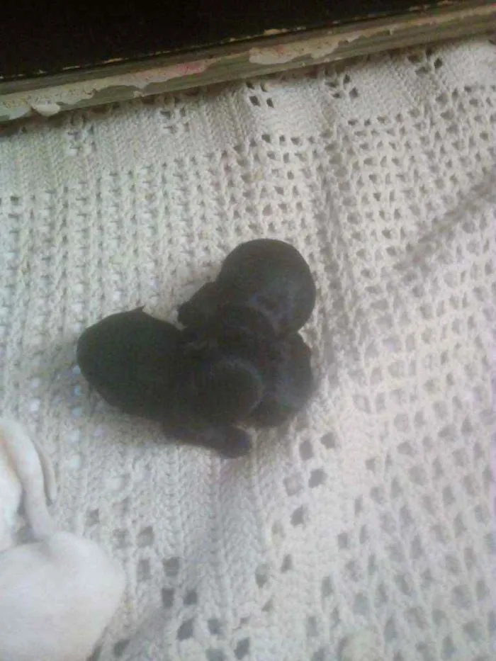 Cachorro ra a Mestico Cocker c iork idade Abaixo de 2 meses nome Mestico cocker c ior