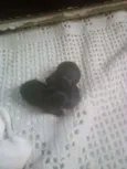 Mestico cocker c ior