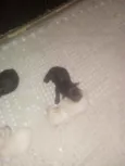 Mestico cocker c ior