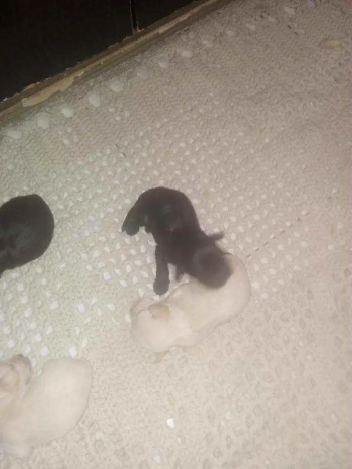 Cachorro ra a Mestico Cocker c iork idade Abaixo de 2 meses nome Mestico cocker c ior
