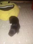 Mestico cocker c ior