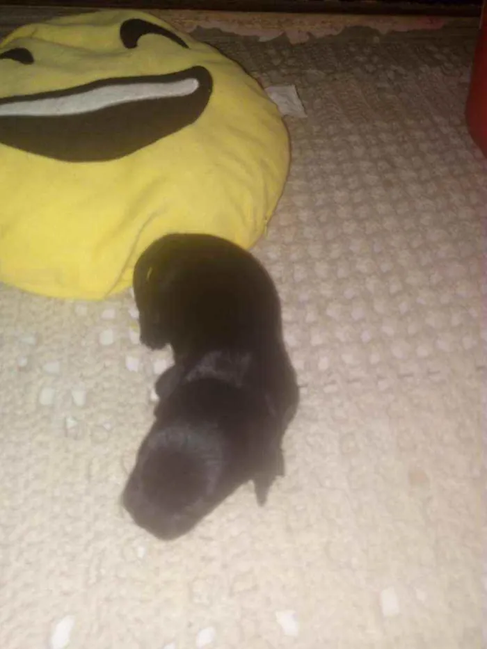 Cachorro ra a Mestico Cocker c iork idade Abaixo de 2 meses nome Mestico cocker c ior