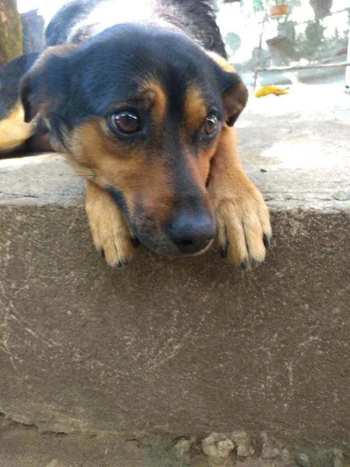 Cachorro ra a Vira lata idade 1 ano nome Laika