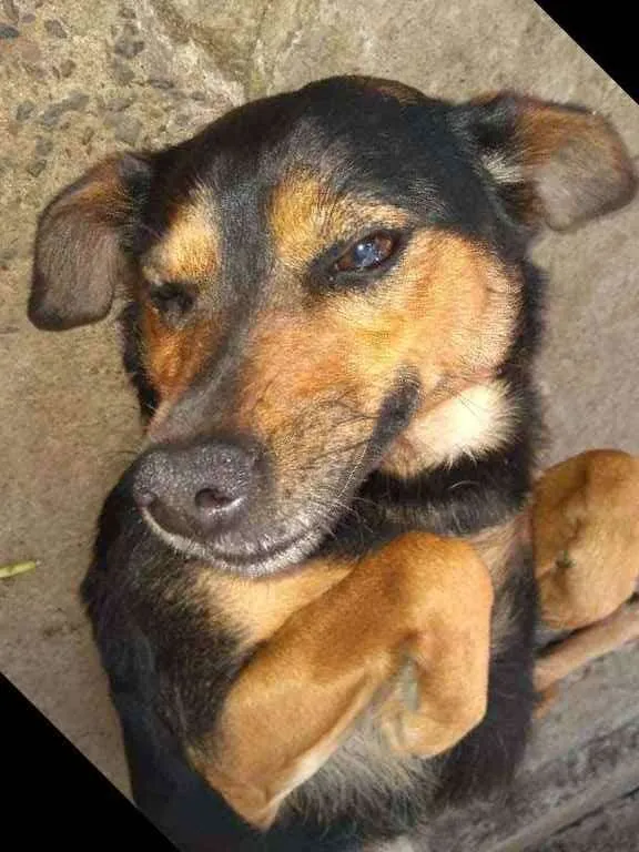 Cachorro ra a Vira lata idade 1 ano nome Laika