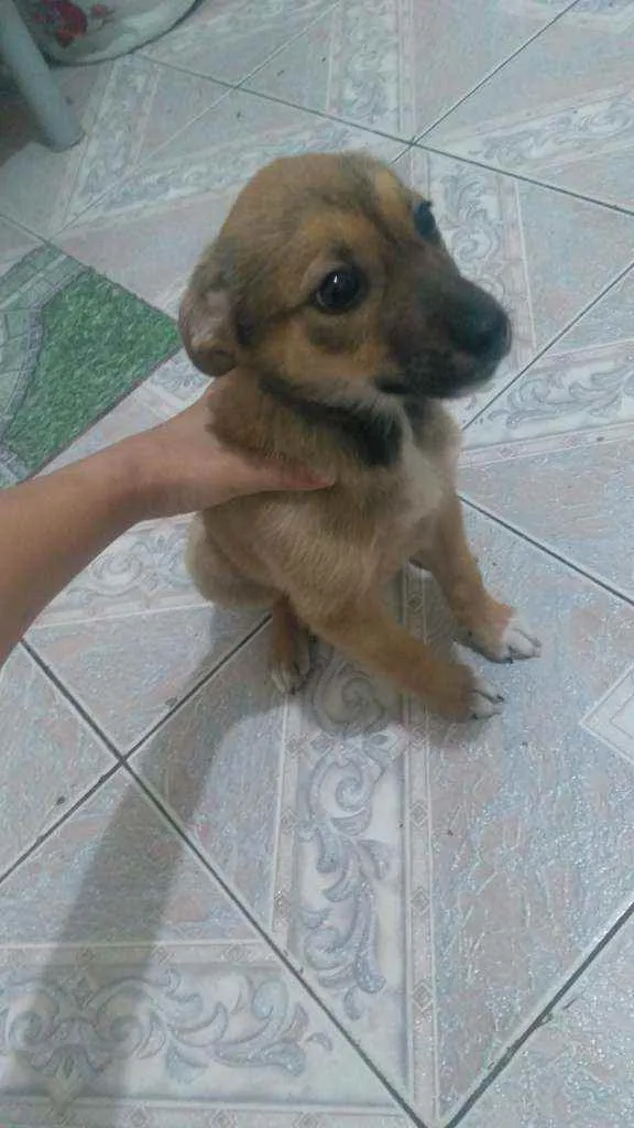 Cachorro ra a Vira lata idade 2 a 6 meses nome Pandora