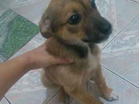 Cachorro ra a Vira lata idade 2 a 6 meses nome Pandora