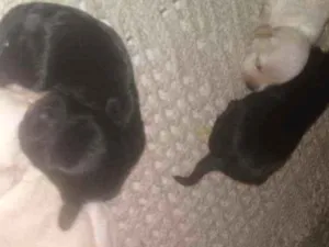 Cachorro raça Mestico Cocker c iork idade Abaixo de 2 meses nome Mestico cocker c ior