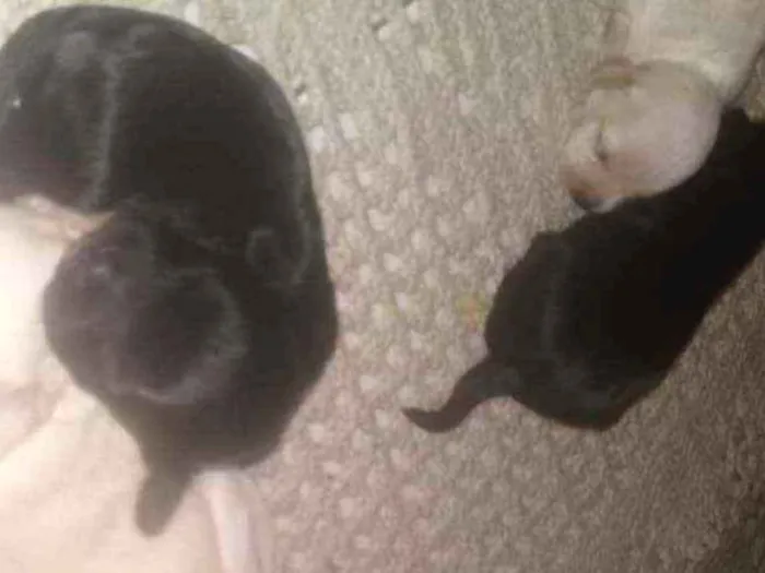 Cachorro ra a Mestico Cocker c iork idade Abaixo de 2 meses nome Mestico cocker c ior