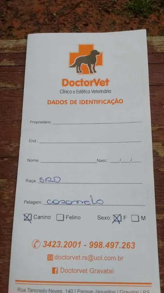 Cachorro ra a SRD idade 1 ano nome KIARA