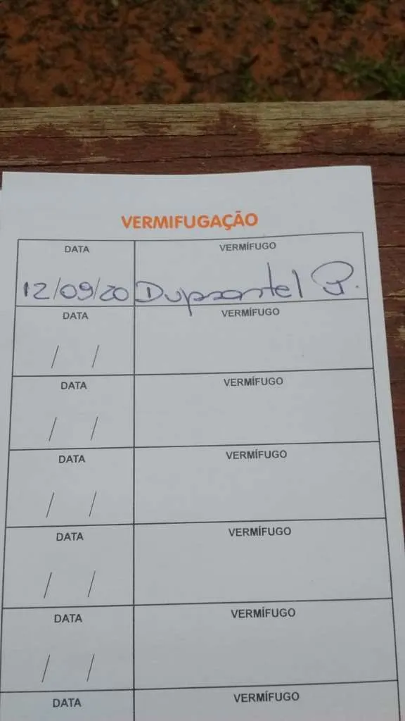 Cachorro ra a SRD idade 1 ano nome KIARA