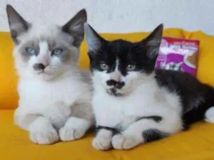 Gato raça SRD-ViraLata idade 2 a 6 meses nome Luiz e Margarida