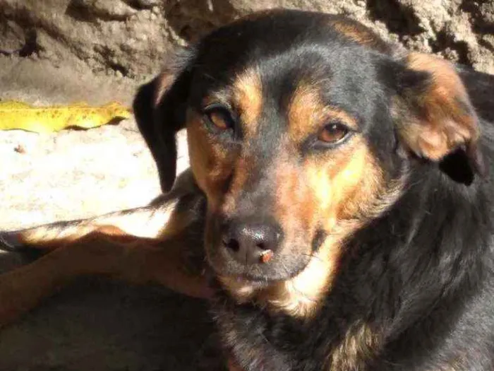 Cachorro ra a Vira lata idade 1 ano nome Laika