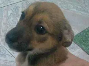 Cachorro raça Vira lata idade 2 a 6 meses nome Pandora