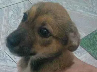 Cachorro ra a Vira lata idade 2 a 6 meses nome Pandora