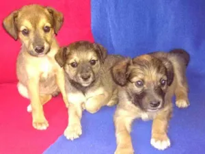 Cachorro raça  idade 2 a 6 meses nome Filhotes Val 