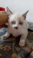 Luizinho