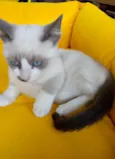 Luizinho