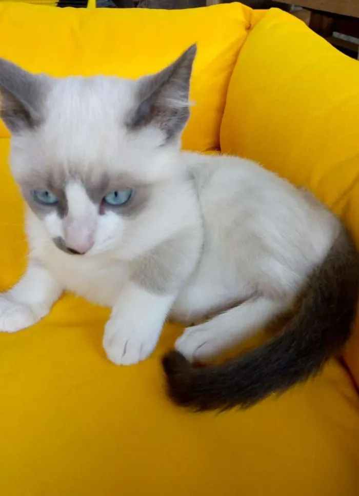 Gato ra a SRD-ViraLata idade 2 a 6 meses nome Luizinho