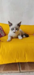 Luizinho