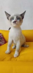 Luizinho