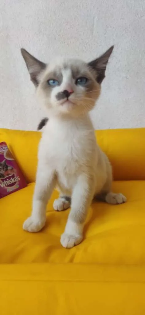 Gato ra a SRD-ViraLata idade 2 a 6 meses nome Luizinho
