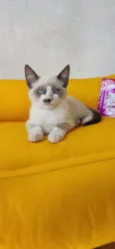 Luizinho