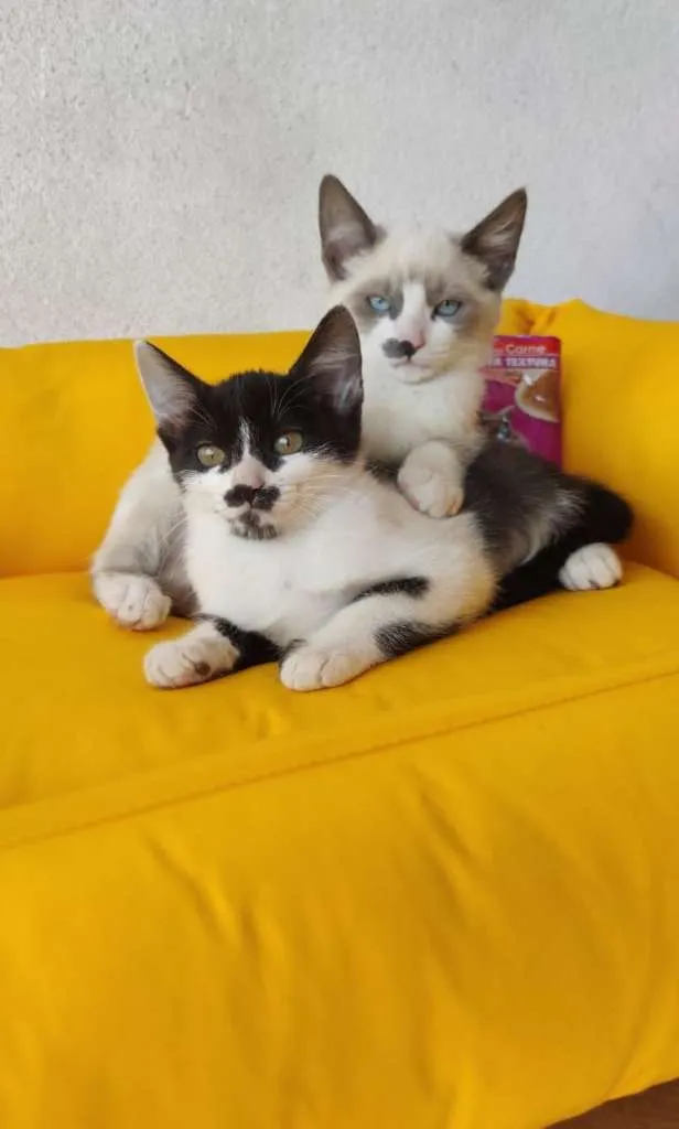 Gato ra a SRD-ViraLata idade 2 a 6 meses nome Luizinho
