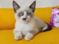 Luizinho