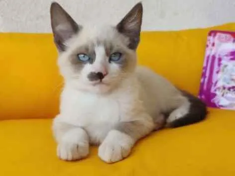 Gato ra a SRD-ViraLata idade 2 a 6 meses nome Luizinho