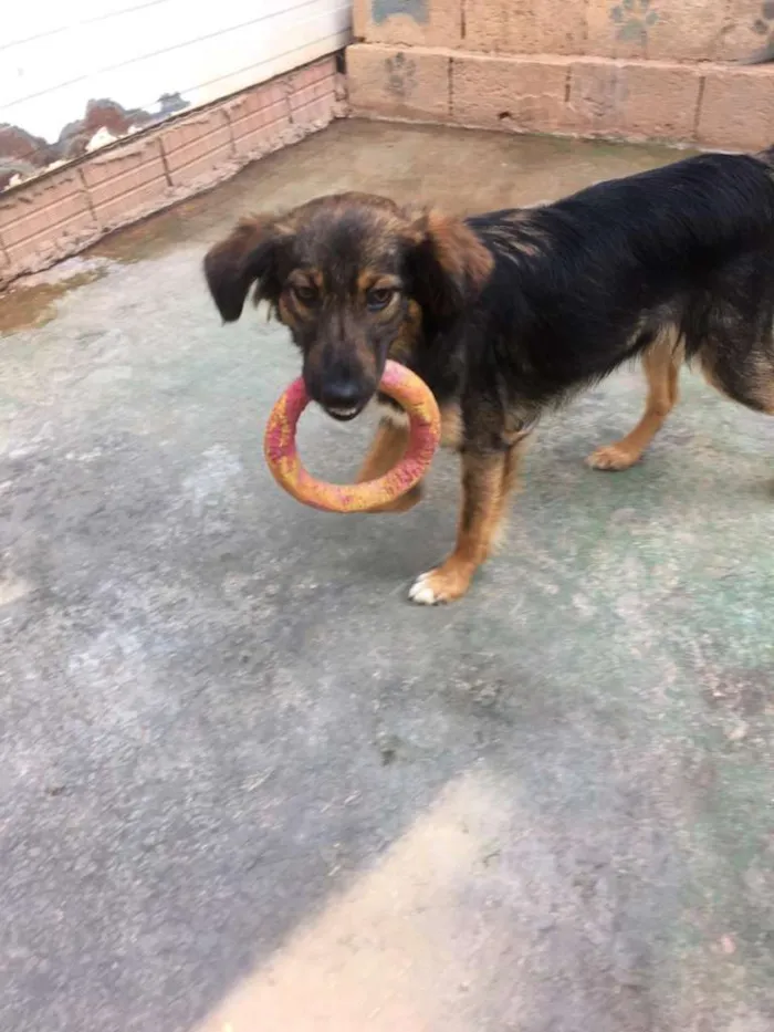 Cachorro ra a SRD-ViraLata idade 2 anos nome LILI E FLOR