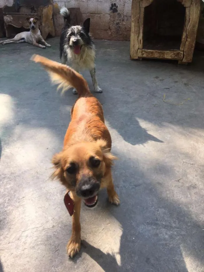 Cachorro ra a SRD-ViraLata idade 2 anos nome LILI E FLOR
