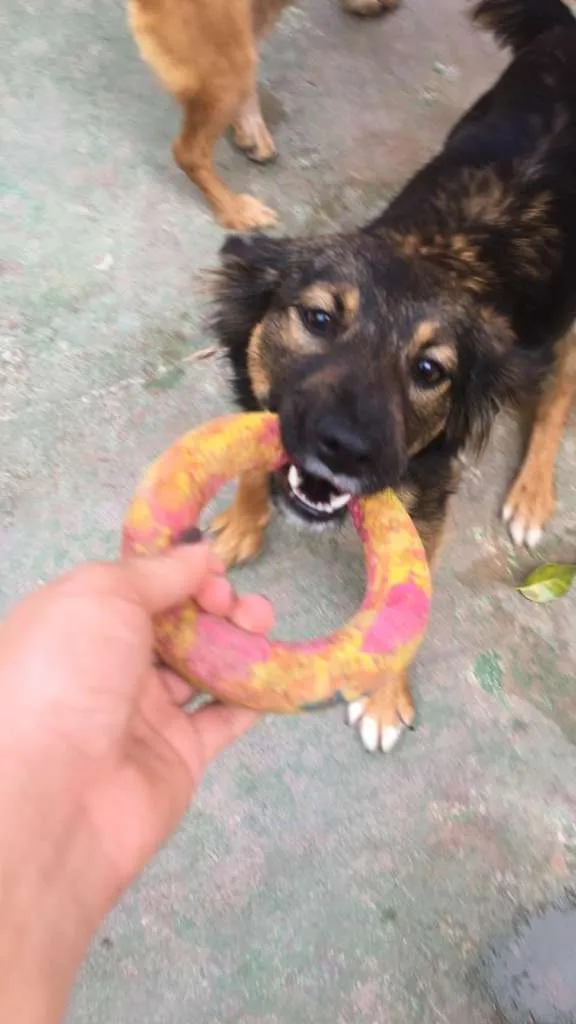 Cachorro ra a SRD-ViraLata idade 2 anos nome LILI E FLOR