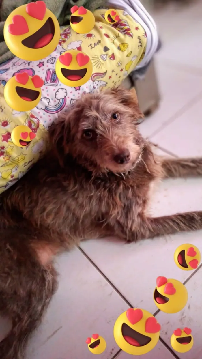 Cachorro ra a Poodle idade 5 anos nome Linda  nãosei o nome