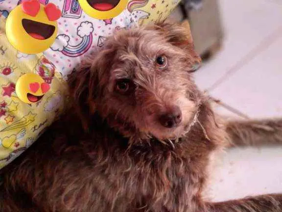 Cachorro ra a Poodle idade 5 anos nome Linda  nãosei o nome