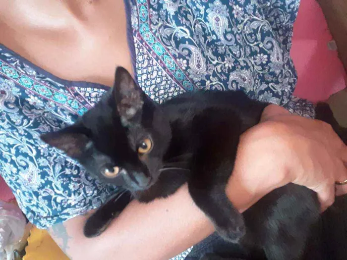 Gato ra a Não tem  idade 2 a 6 meses nome Gregue