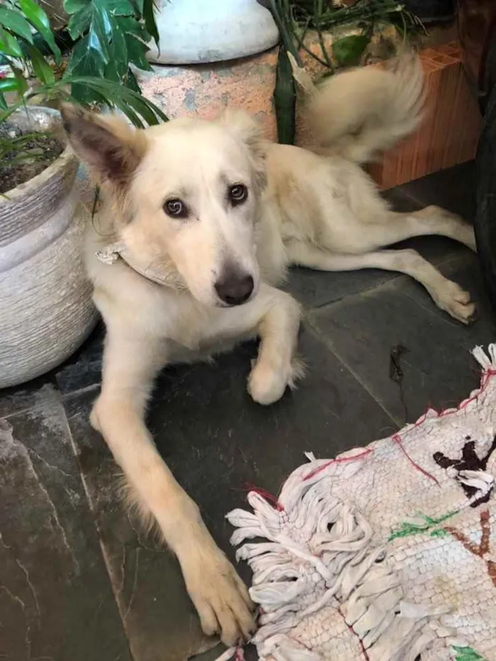 Cachorro ra a Pastor Suíço  idade 7 a 11 meses nome Lobinho