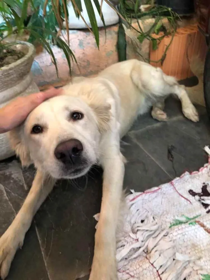 Cachorro ra a Pastor Suíço  idade 7 a 11 meses nome Lobinho